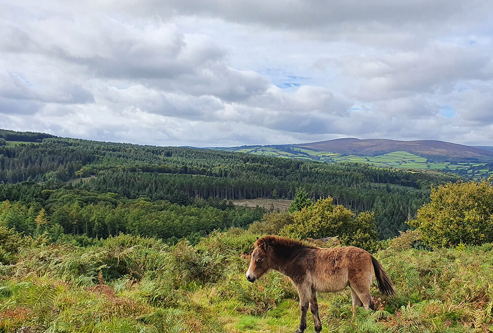 Celebrate Exmoor Day with a Visit to Exmoor National Park
