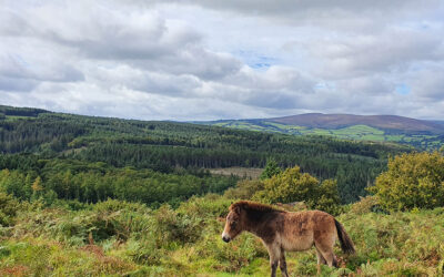 Celebrate Exmoor Day with a Visit to Exmoor National Park